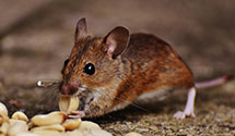 24 Hour & Emergency Exterminators in New Berlin, IL